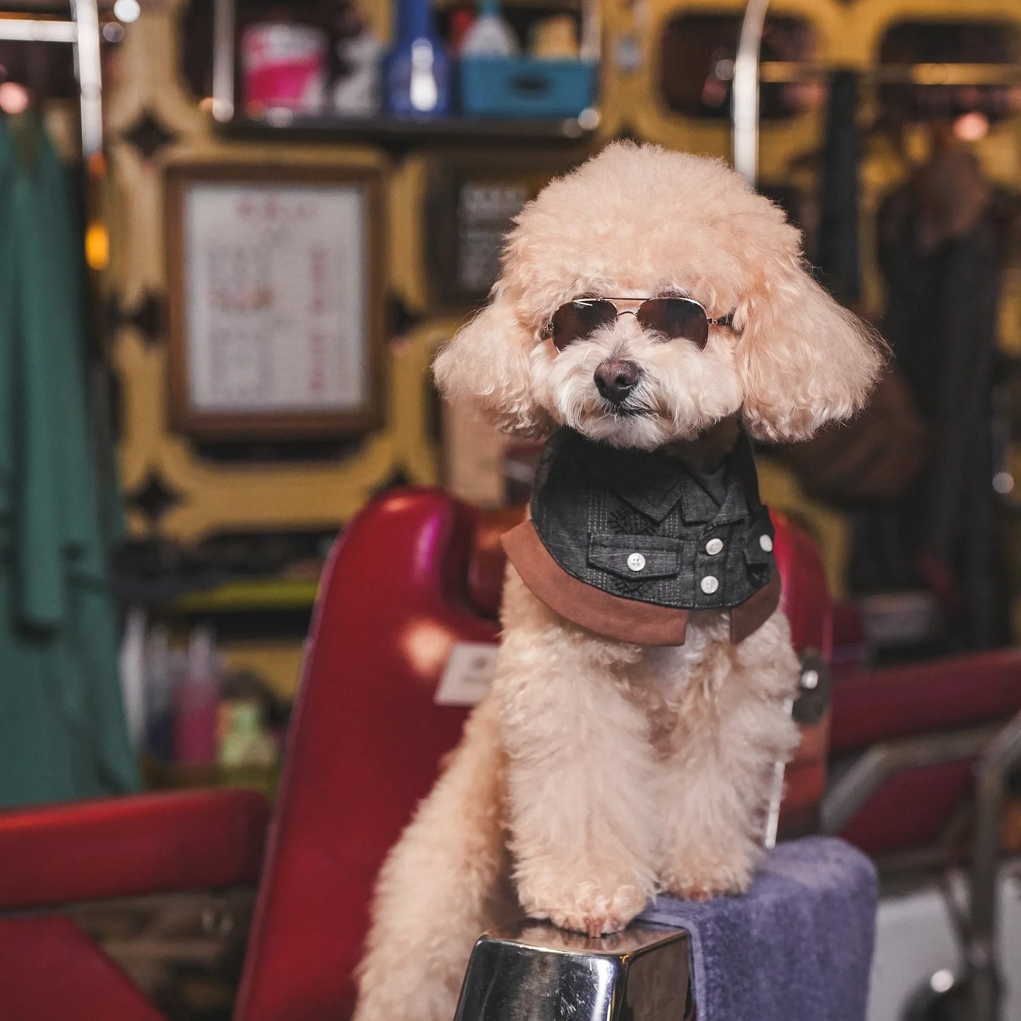 Cyclone (龍捲風) | Pet Bib