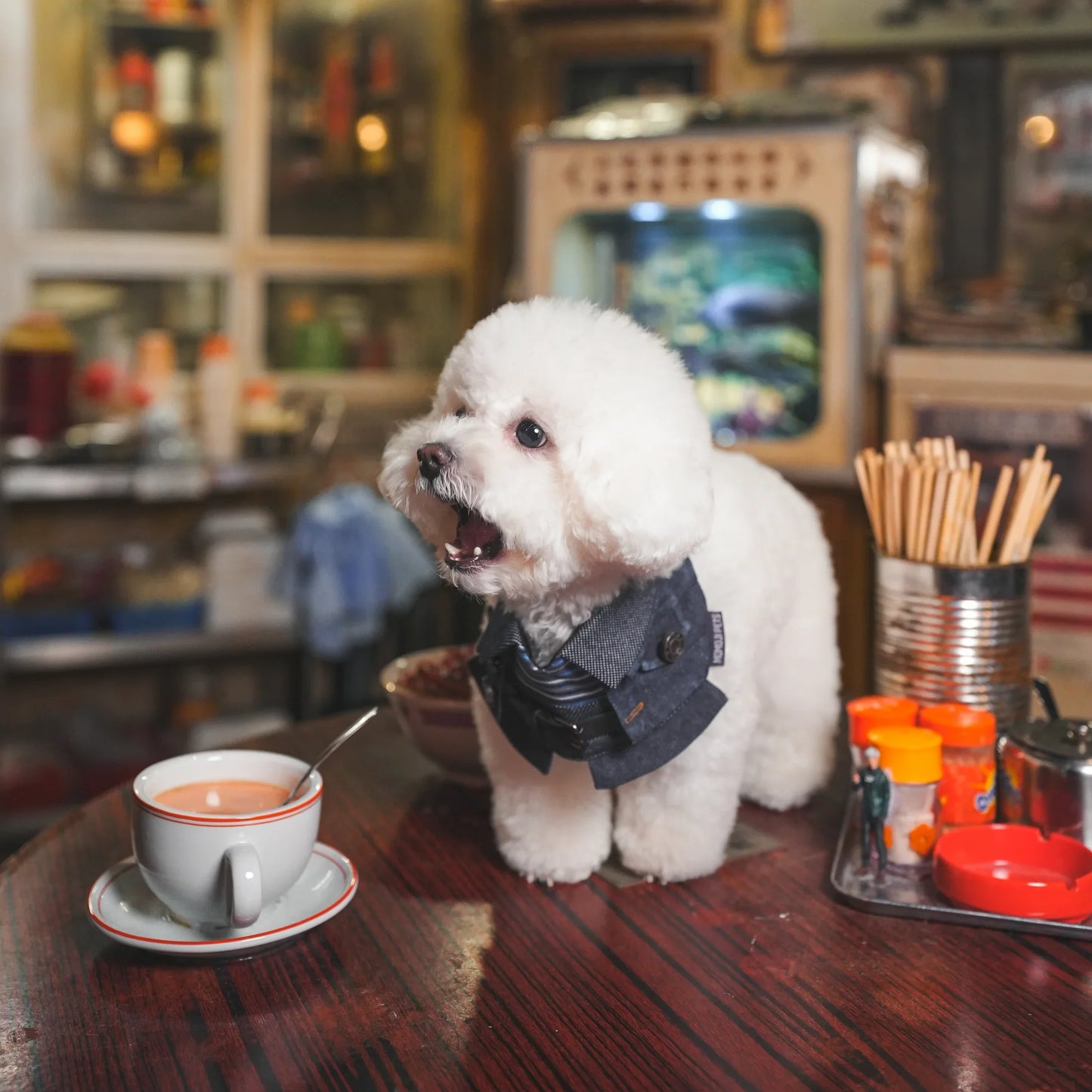 Lok-kwan B (洛軍) | Pet Bib