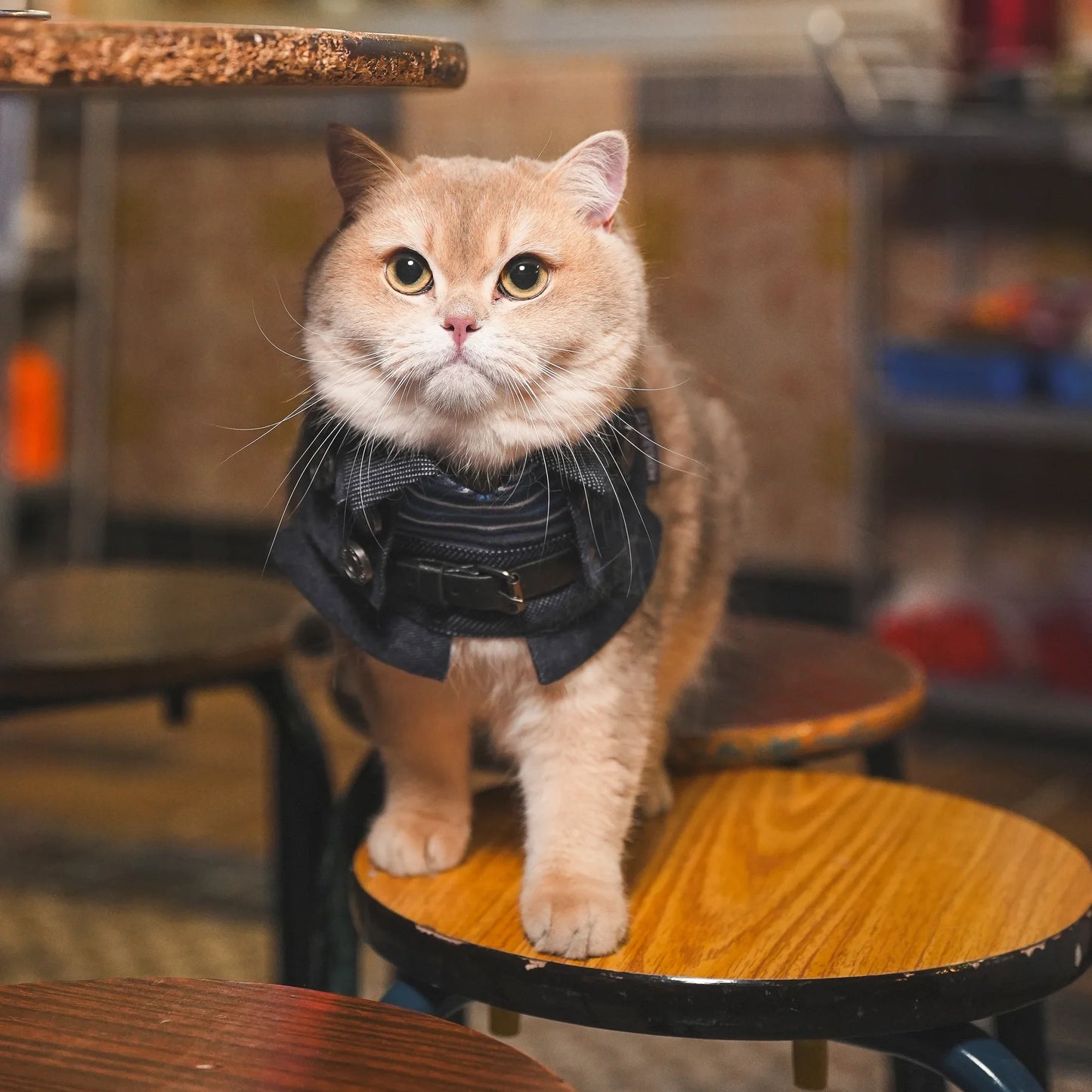 Lok-kwan B (洛軍) | Pet Bib